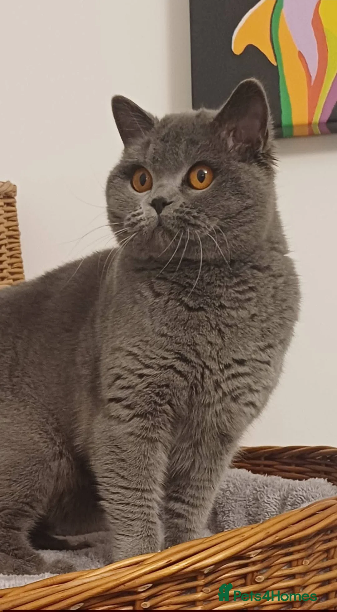 British Shorthair cats for sale: Loving Black male pedigree British Shorthair - Advert 3