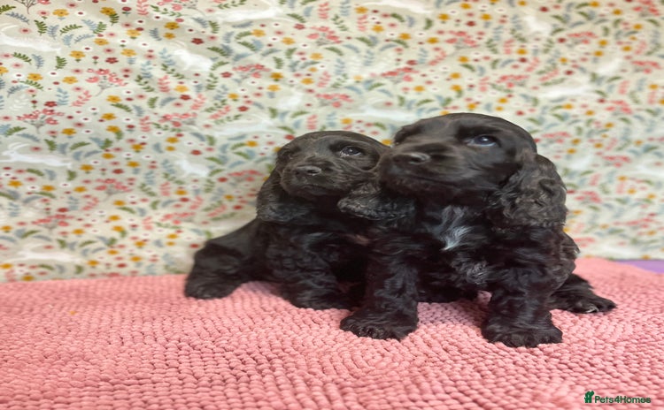 Cocker Spaniel dogs - Advert 15
