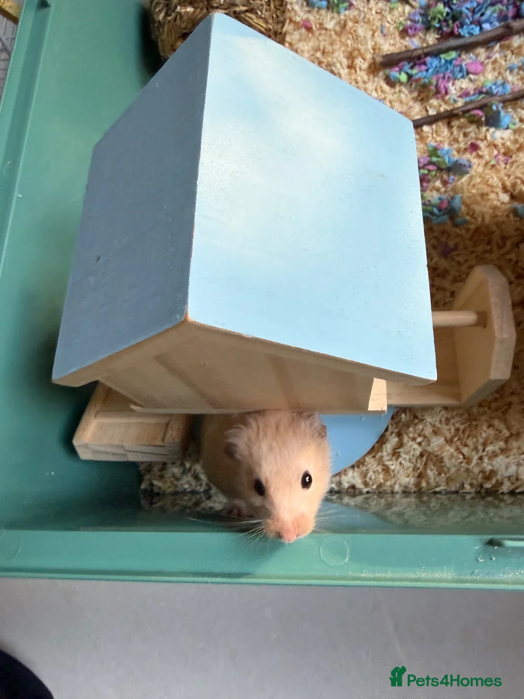 Hamster rodents for sale: 1-Year-Old Syrian Hamster + Full Setup (Rehoming) in Pudsey - Advert 2