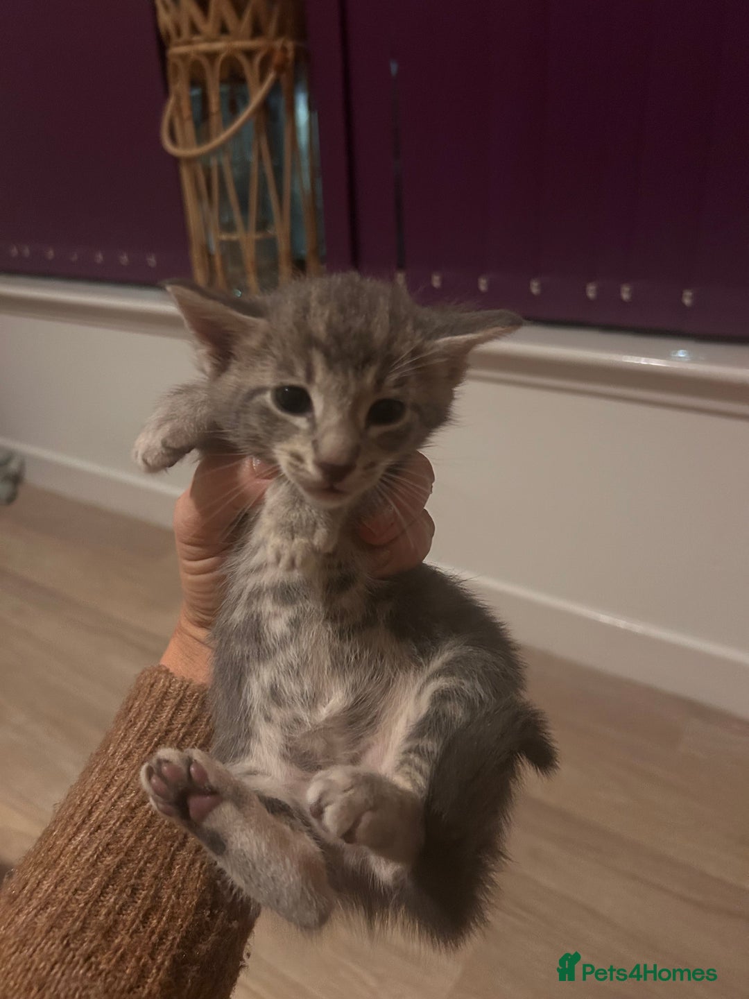 Oriental cats for sale: Oriental/ Siamese kittens  - Advert 7