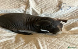 Guinea Pig rodents for sale: Skinny pig and smooth haired Guinea pigs - Image 11