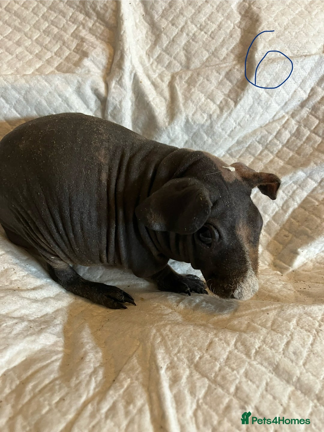 Guinea Pig rodents for sale: Skinny pig and smooth haired Guinea pigs - Image 11