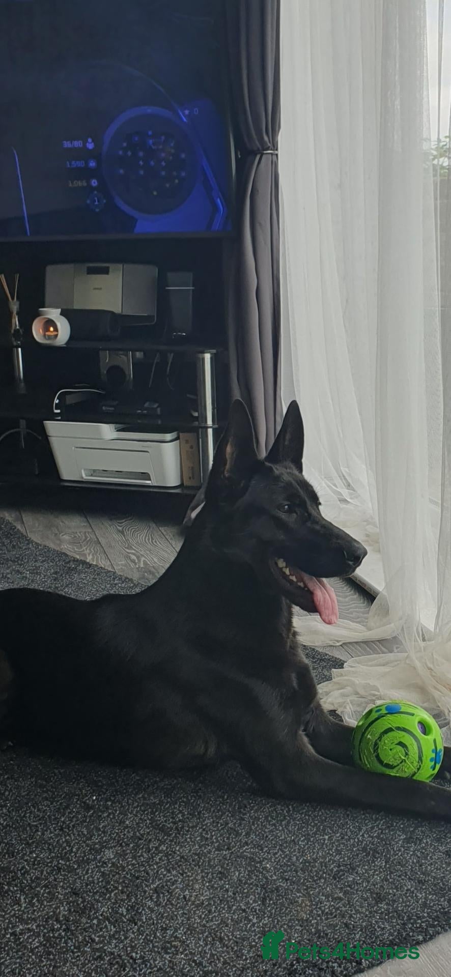 German Shepherd dogs for sale: German shepherd pups - Advert 14