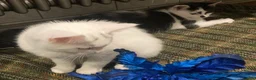 Turkish Van cats for sale: Gorgeous Turkish Van Kittens - Advert 33