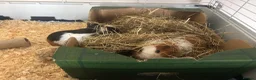 Guinea Pig rodents for sale: Two Sow Guinea Pigs & Cage - Advert 9