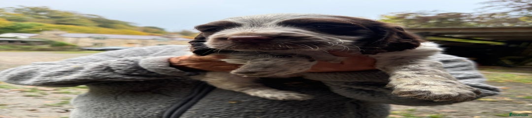 Sprocker Puppy 2