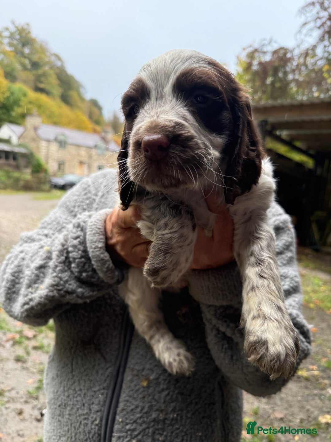 Sprocker dogs for sale: 4 beautiful sprocker pups  - Image 10