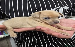 Chihuahua dogs for sale: Chihuahua pedigree pups. Not KC. - Image 15