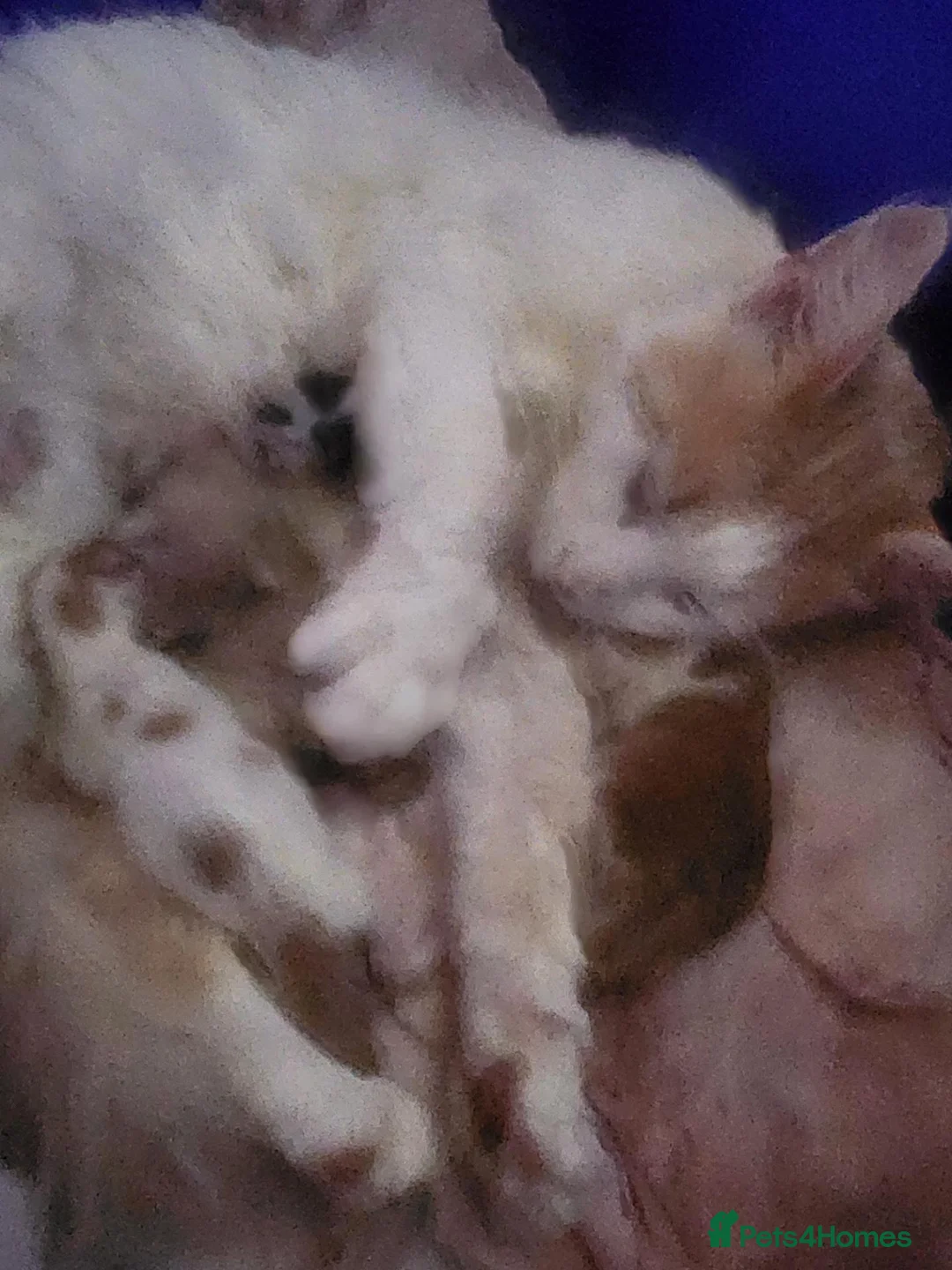 Mixed Breed cats for sale: 5 half mainecoon kittens in Taunton - Advert 16