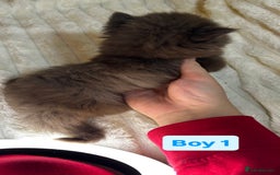British Longhair cats for sale: British Long/Short Hair Adorable Kittens - Advert 8