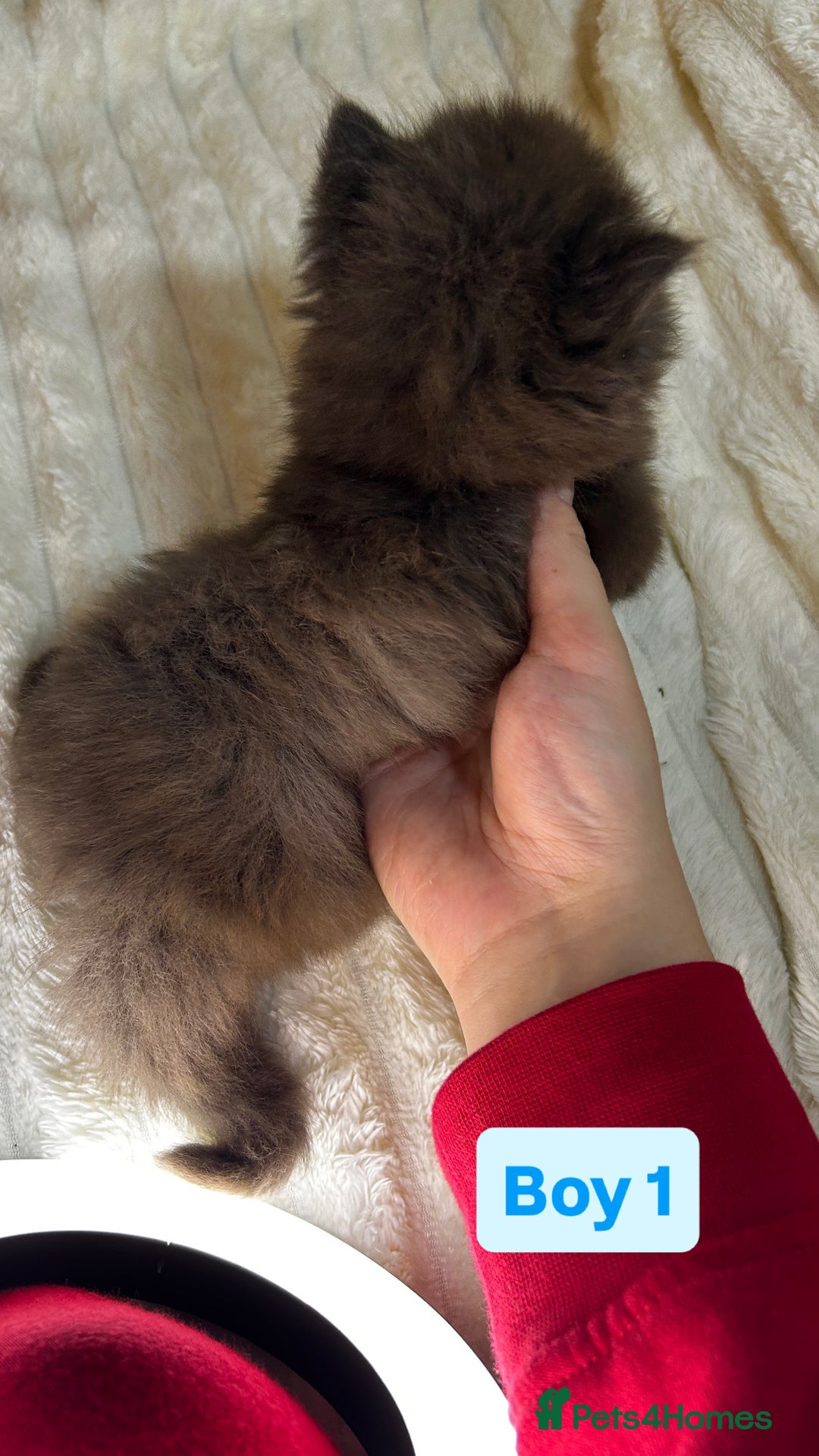 British Longhair cats for sale: British Long/Short Hair Adorable Kittens - Advert 8