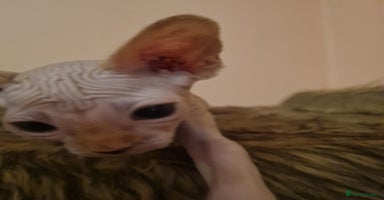 Sphynx cats Sphynx boy kitten for sale - Advert 11