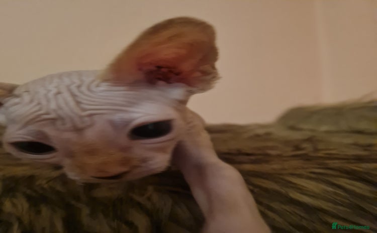 Sphynx cats Sphynx boy kitten for sale - Advert 3