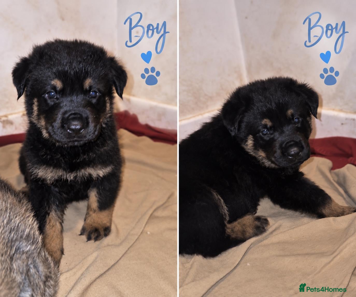 Mixed Breed dogs Rokita puppies  - Advert 3