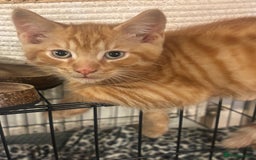 Mixed Breed cats for sale: X3 very playful kittens for forever homes  - Image 2