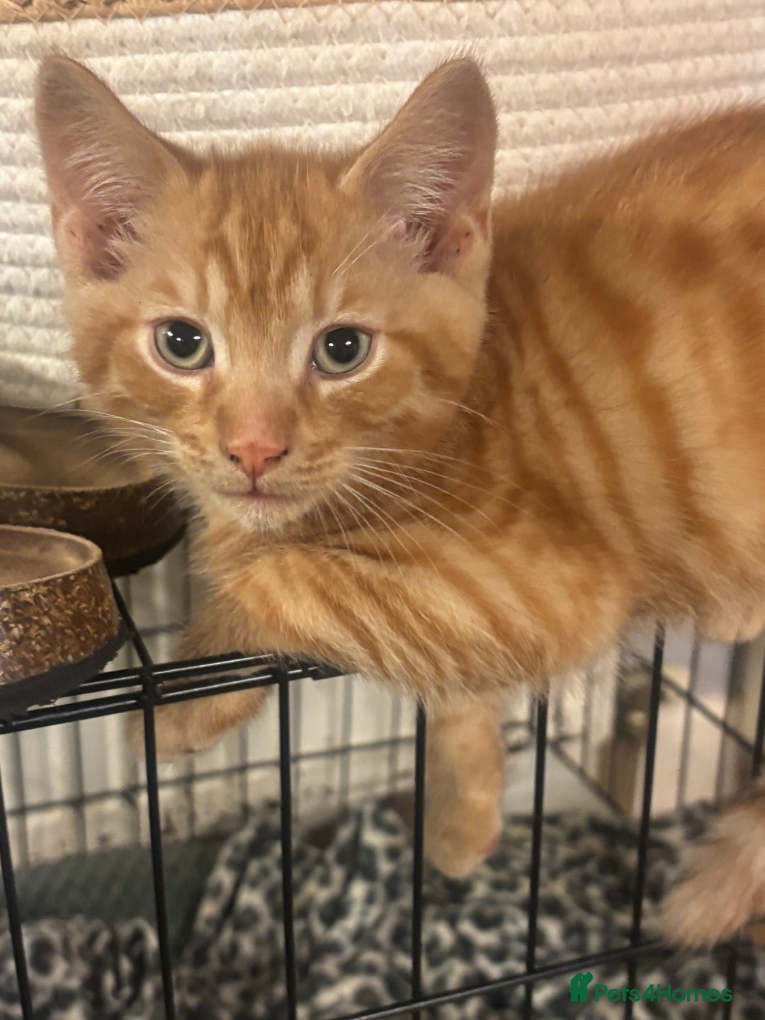 Mixed Breed cats for sale: X3 very playful kittens for forever homes  - Image 2