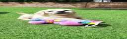 Golden Retriever dogs for sale: Exceptional Golden Retriever Puppies 🐾 - Advert 8