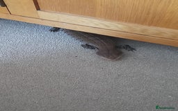 Skink reptiles for sale: Blue tongue  - Image 3
