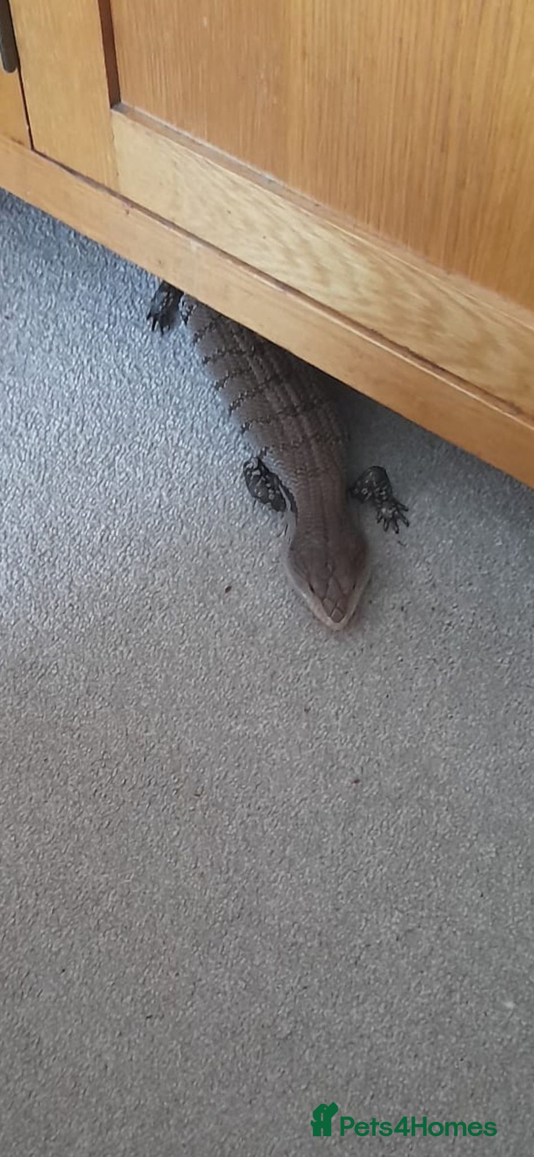 Skink reptiles for sale: Blue tongue  - Image 3
