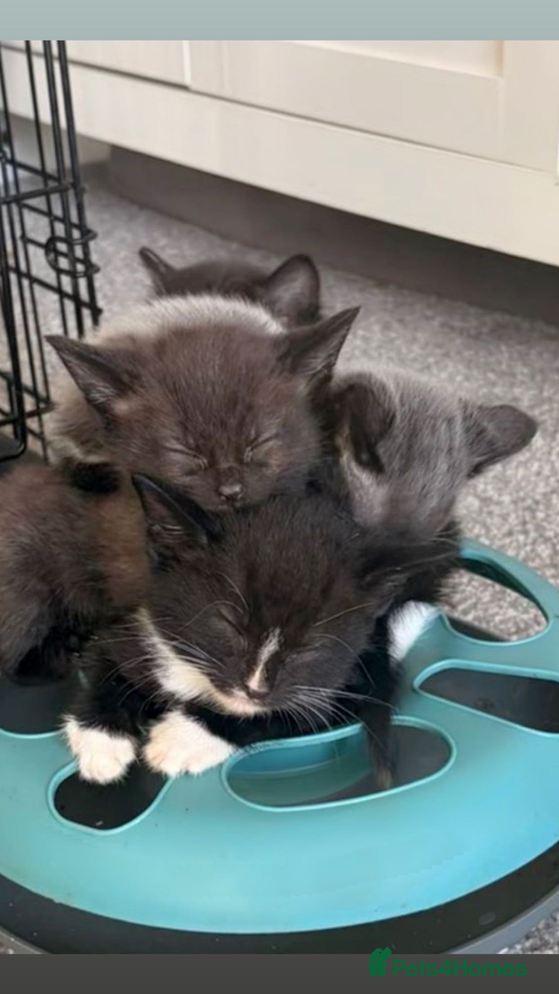 Russian Blue cats 6 Gorgeous Russian Blue × Siamese Kittens - Advert 4