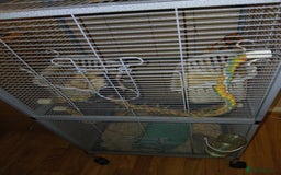 Rat rodents for sale: I have male rats for sale  - Image 2