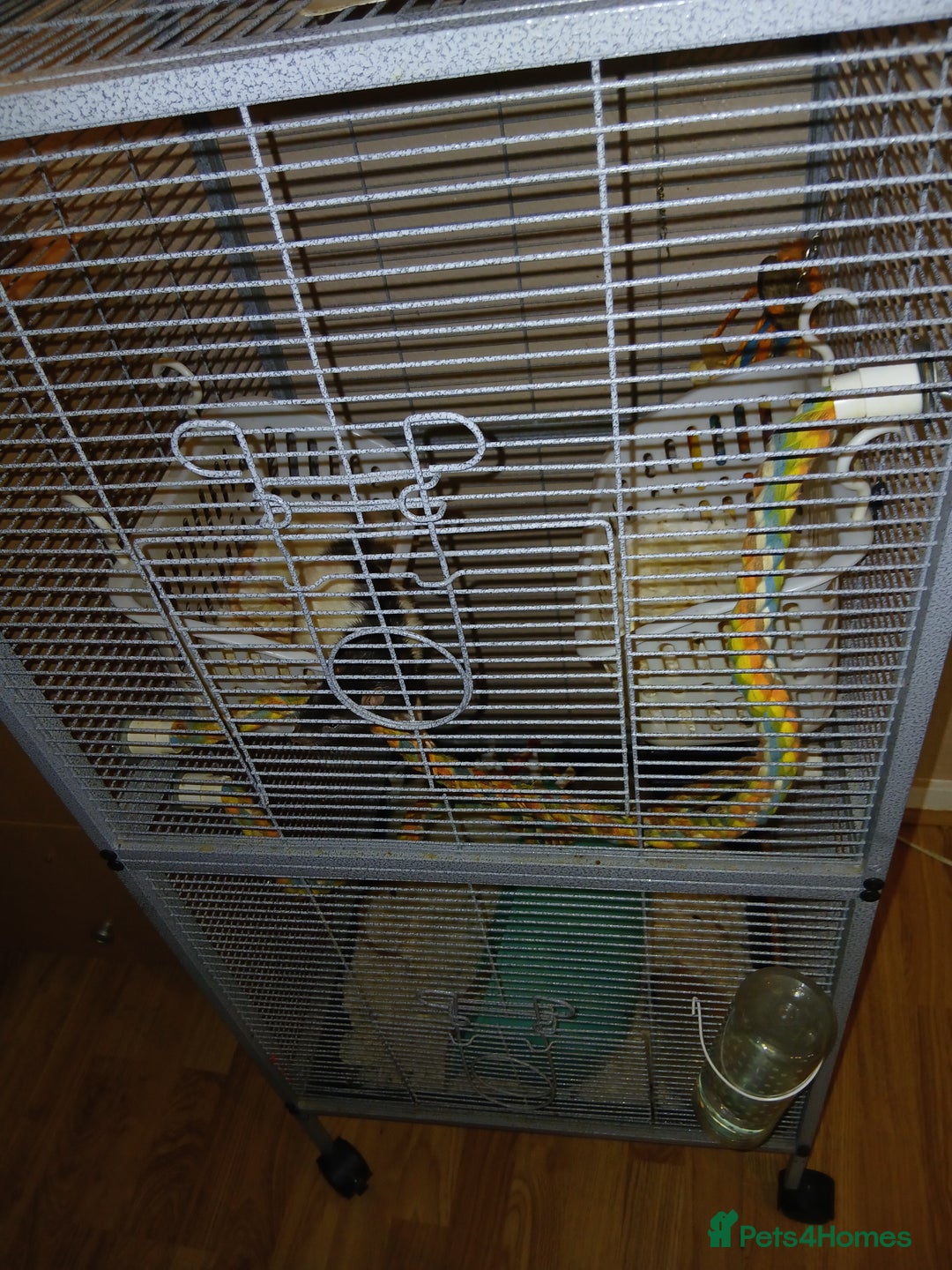 Rat rodents for sale: I have male rats for sale  - Image 2