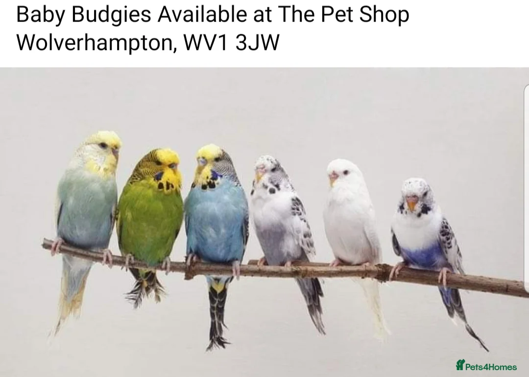 Parrots birds for sale: Birds/Parakeets/Parrots Available  - Advert 5