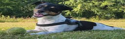 Jack Russell dogs for sale: Koa: Loving, Cuddly, Playful & Loyal Companion - Advert 1