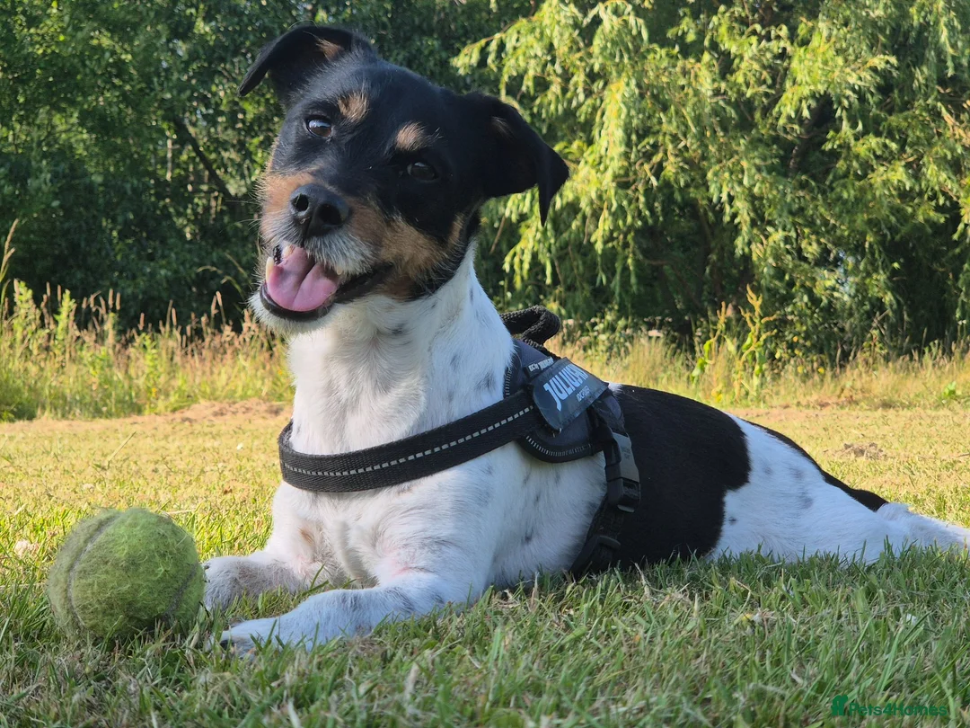 Jack Russell dogs for sale: Koa: Loving, Cuddly, Playful & Loyal Companion - Advert 1