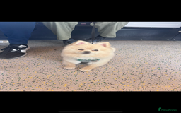 Pomeranian dogs for stud: Pomeranian stud available  - Advert 11