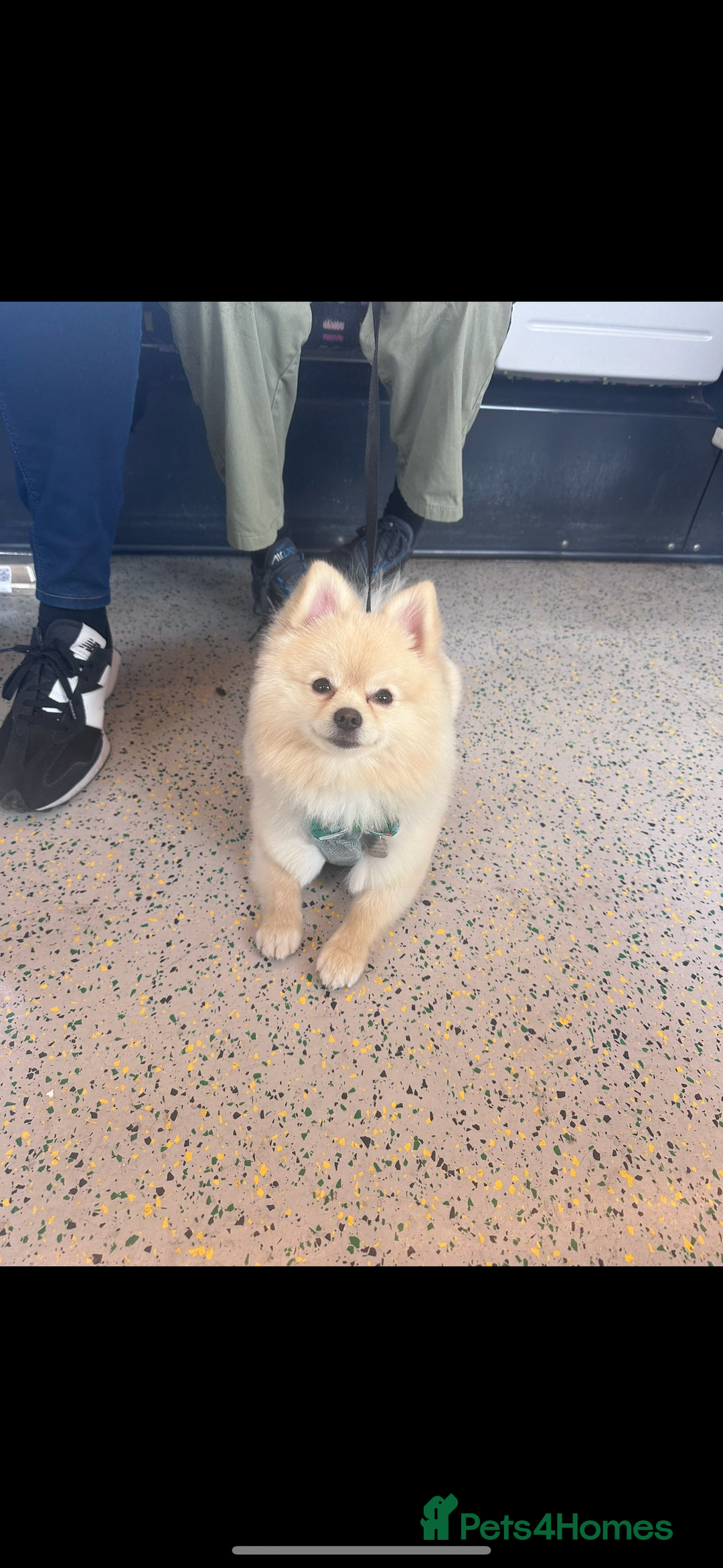 Pomeranian dogs for stud: Pomeranian stud available  - Advert 11