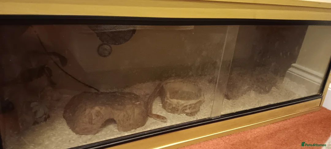 Corn Snake reptiles for sale: Free corn snake - looking to rehome - Advert 2