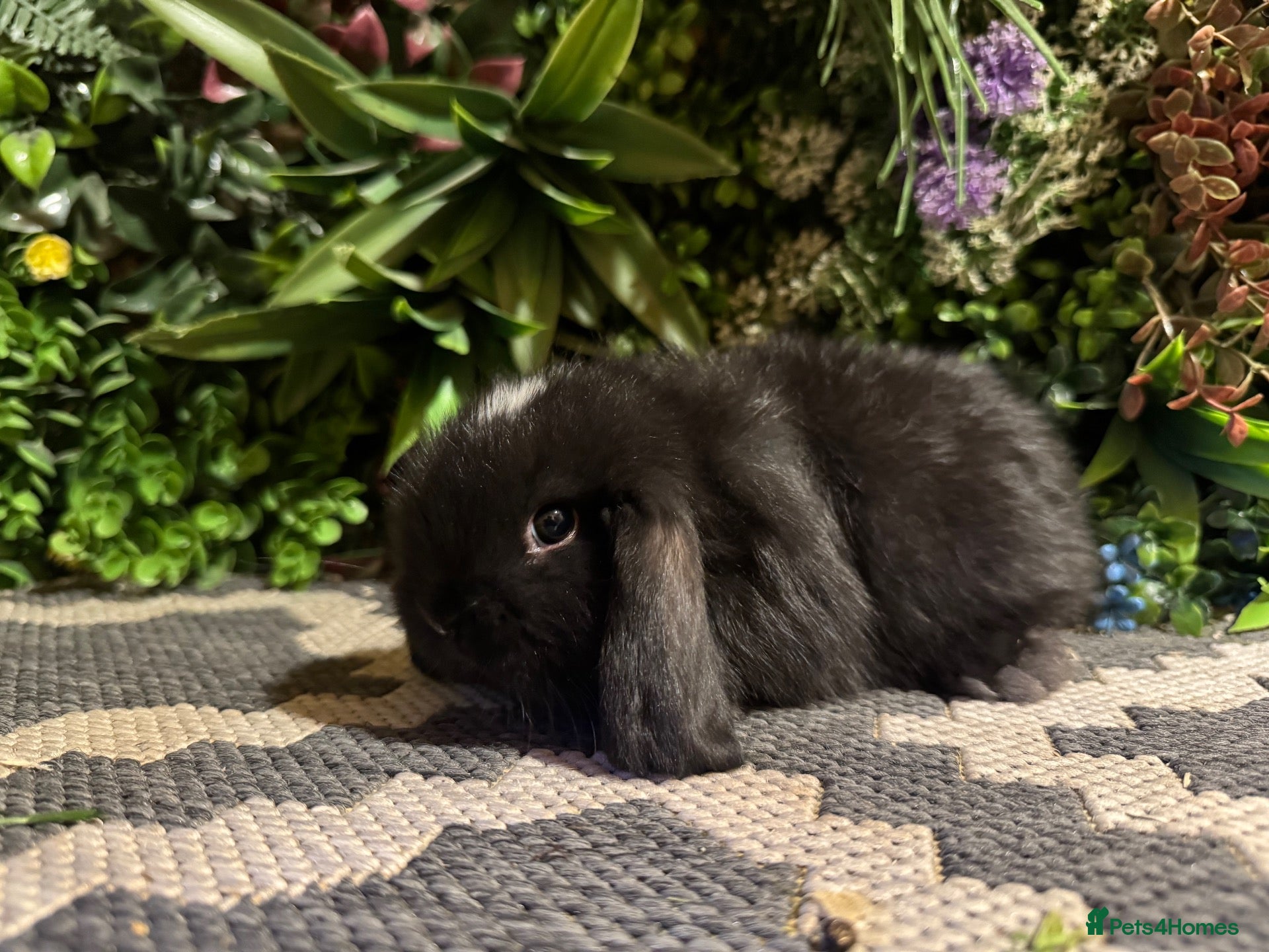 Mini Lop rabbits Mini lops 2 girls available to reserve  - Advert 2