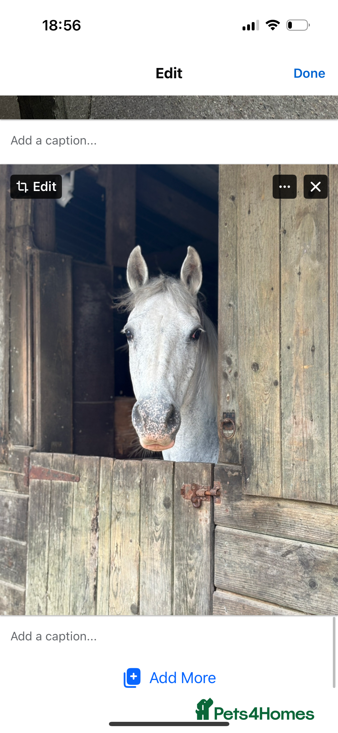 Other Breed horses Cob cross Arab  - Advert 1