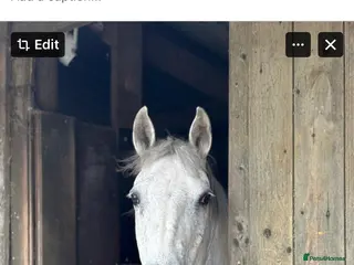 Other Breed horses Cob cross Arab - Advert 1