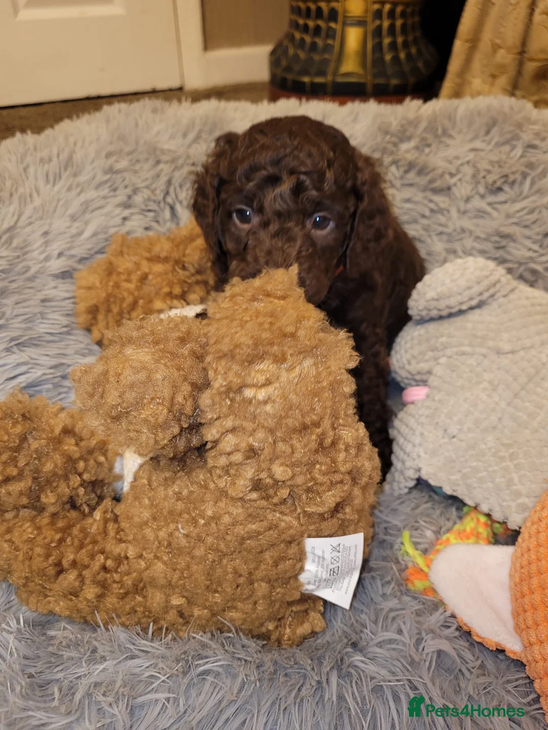 Cockapoo dogs for sale: Cockapoo puppies - Advert 9