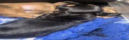 Miniature Dachshund dogs for sale: Miniature long haired kc reg Black and Tan female  - Advert 3
