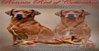 Labrador Retriever dogs - Advert 9