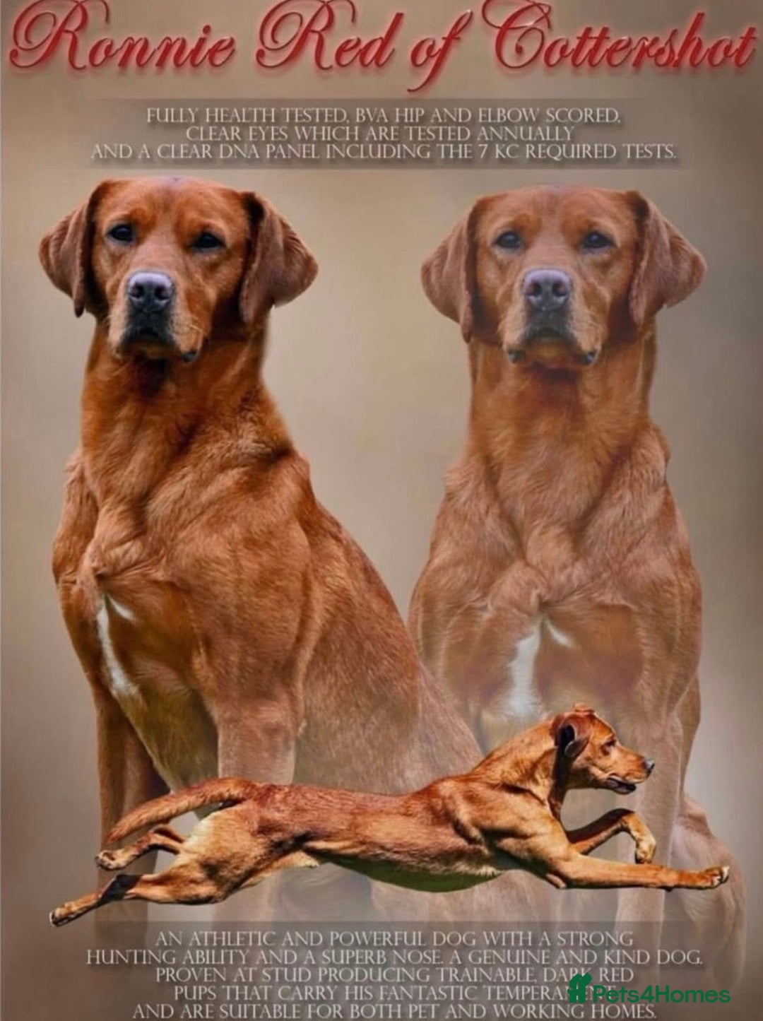 Labrador Retriever dogs for sale: Health Tested Working Labradors  - Image 3
