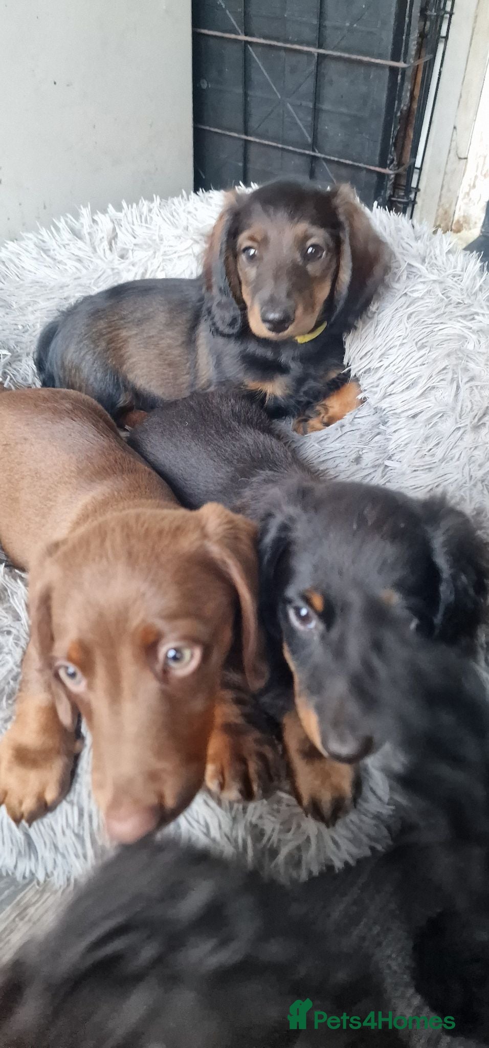 Miniature Dachshund dogs Miniature Dachshund Fluffy & Smooth  - Advert 2