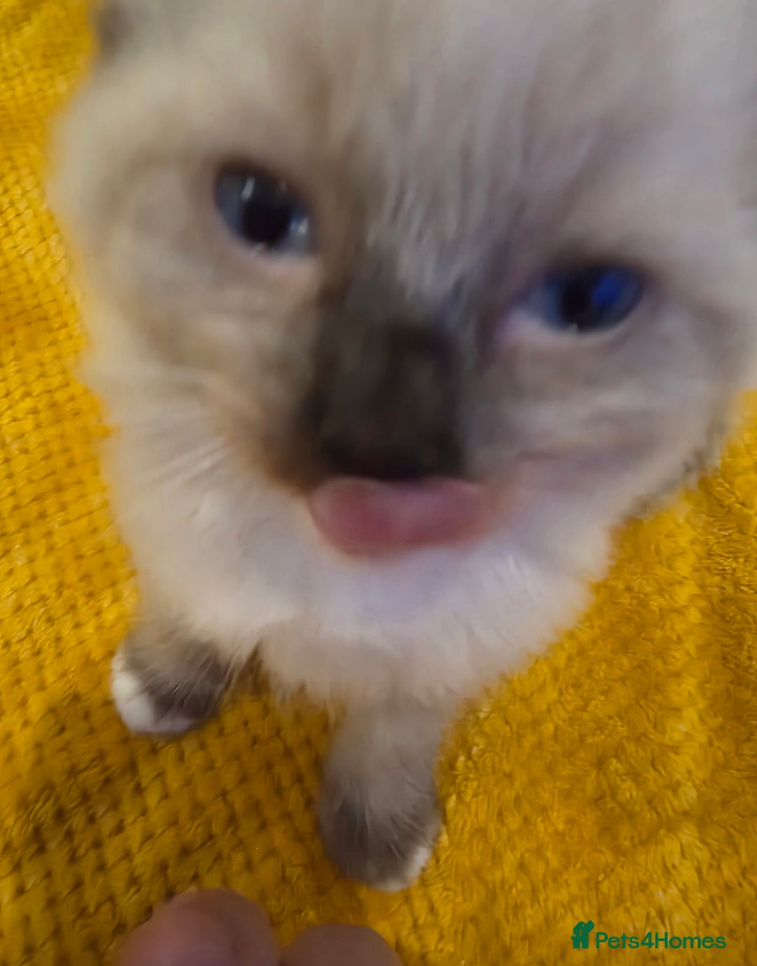 Ragdoll cats for sale: 4 pure ragdolls. 21st of Dec Reservation taken now - Advert 13