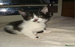 Mixed Breed cats for sale: 2 gorgeous kittens - Image 8