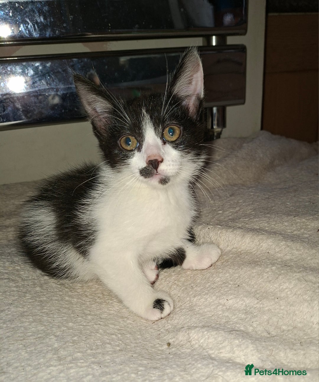 Mixed Breed cats for sale: 2 gorgeous kittens - Image 8