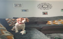 Sprocker dogs for sale: English blue roan spaniels - Advert 1