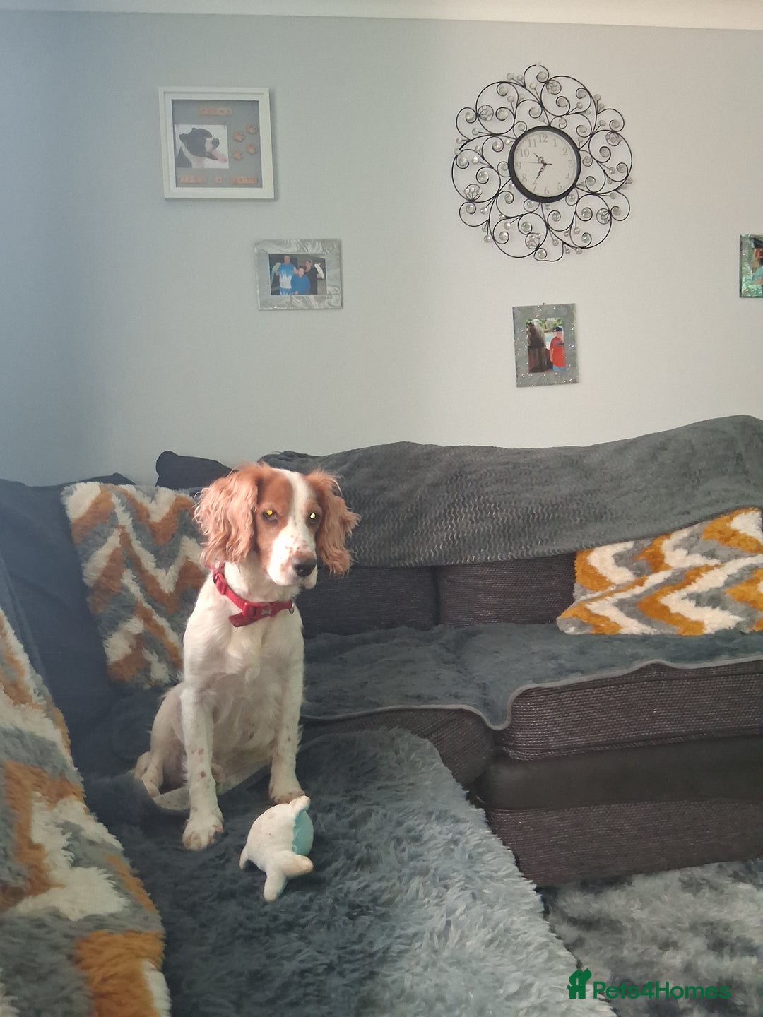 Sprocker dogs for sale: English blue roan spaniels - Advert 1