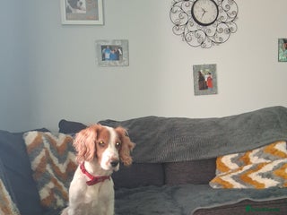 Sprocker dogs English blue roan spaniels - Advert 1