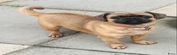 Jug dogs for sale: Jug for sale female still intact. - Advert 6