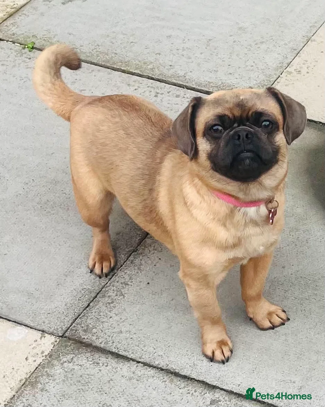 Jug dogs for sale: Jug for sale female still intact. - Advert 6