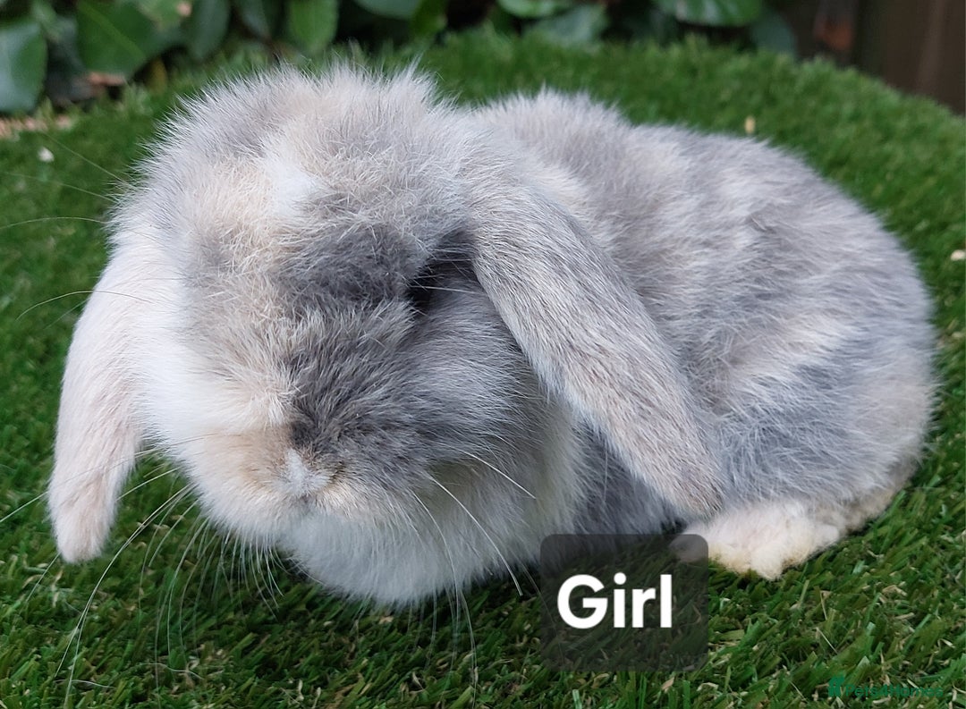 Mini Lop rabbits for sale: Adorable mini lop baby rabbits ready now - Advert 2