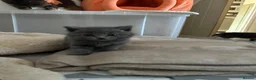 Scottish Fold cats for sale: Blue scottish fold/straight kittens - Advert 7